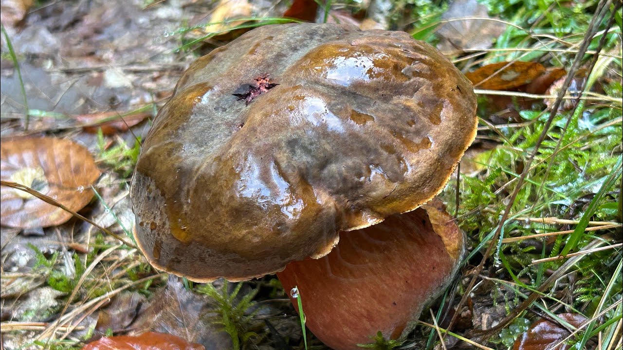 GRZYBOBRANIE! 9 Października 2025. GÓRA! GÓRA! Prawdziwków CEGLASTOPORYCH! + BOROWIKI SZLACHETNE! 