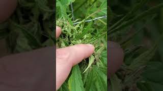 gbay genetics 2020 outdoor harvest.