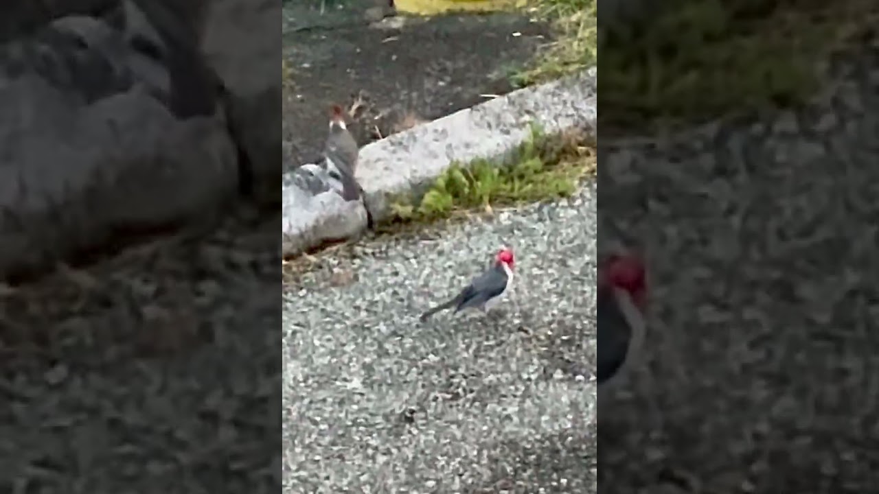 Love Triangle Bird Edition 🐦💘 June 21, 2025