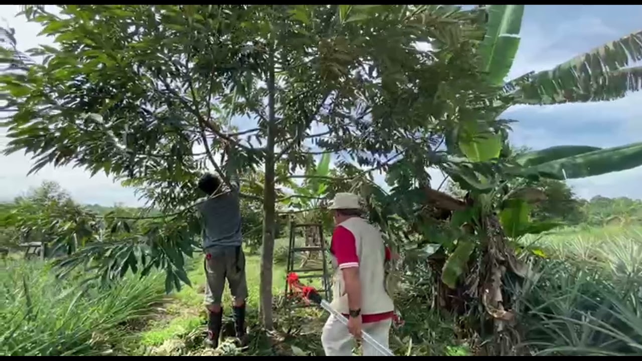S47: Prunning/pemangkasan pokok durian 2 tahun untuk persediaan pembuahan