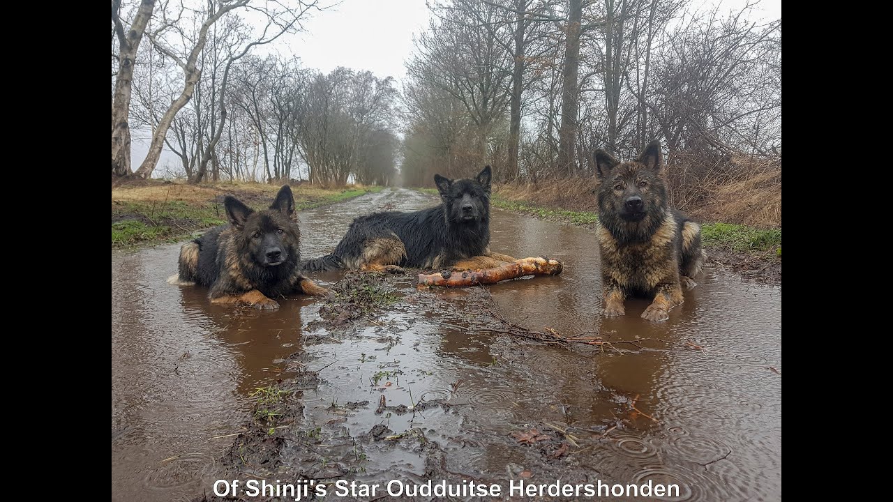 wateroverlast geeft oudduitse herders plezier