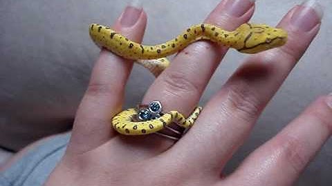 Ambition ~Holding Baby Green Tree Python (Chondro)