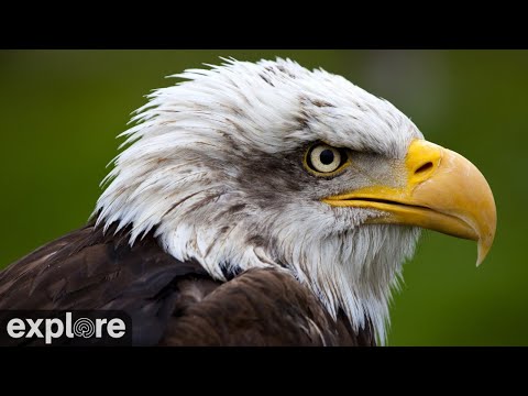 Video: Eagle Webcam İnternet Sansasyonu Oluyor