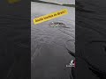 #nokill #fishing #sportex #lure #brochet #floattube #Suède #laponie