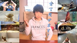 ガサガサ採集系Youtuberのペット58匹全て紹介します