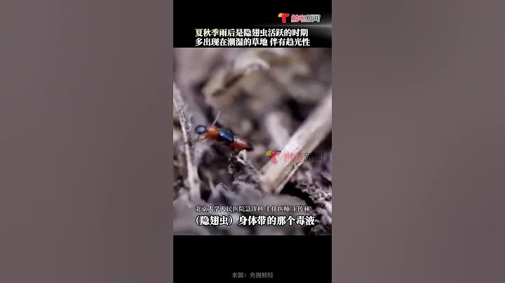 6月4日消息，夏日前往蚊蟲活躍的山間林間，隱翅蟲飛到身上千萬別拍，毒液堪比硫酸！#隱翅蟲 #shorts - 天天要聞