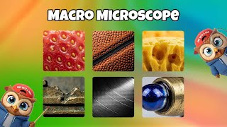 Macro Microscope Quiz , Can You Guess What This Is