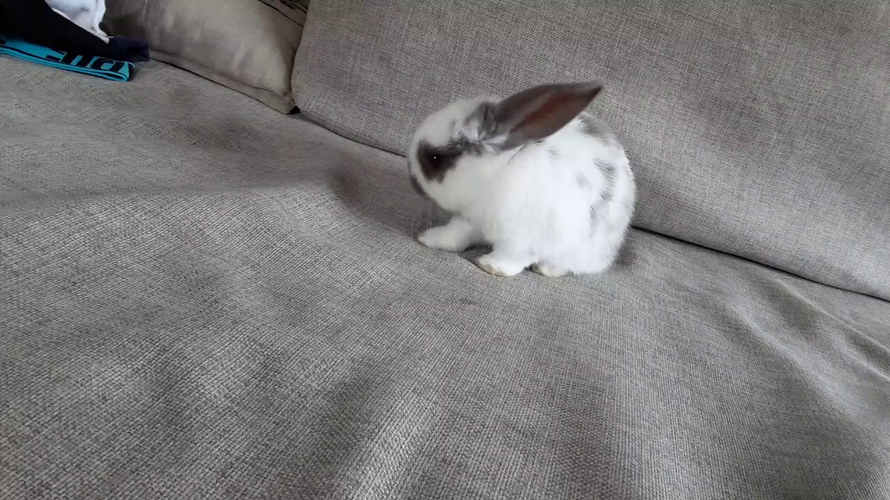 Introducing my new bunny... - YouTube