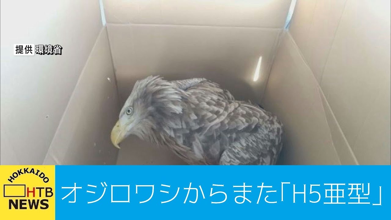 絶滅危惧種のオジロワシからまた高病原性鳥インフルエンザ「H5亜型