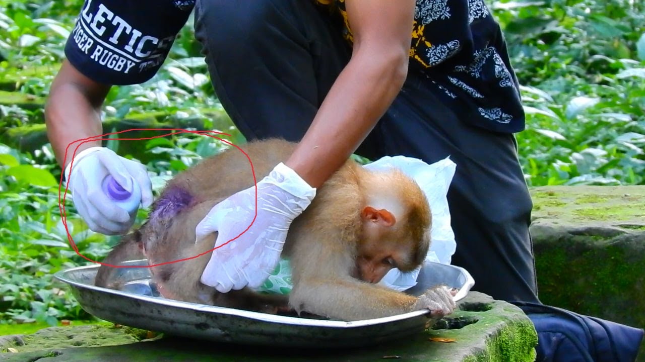 Dr. Yat is tending to Sheba's injuries. Sheba monkey. - YouTube