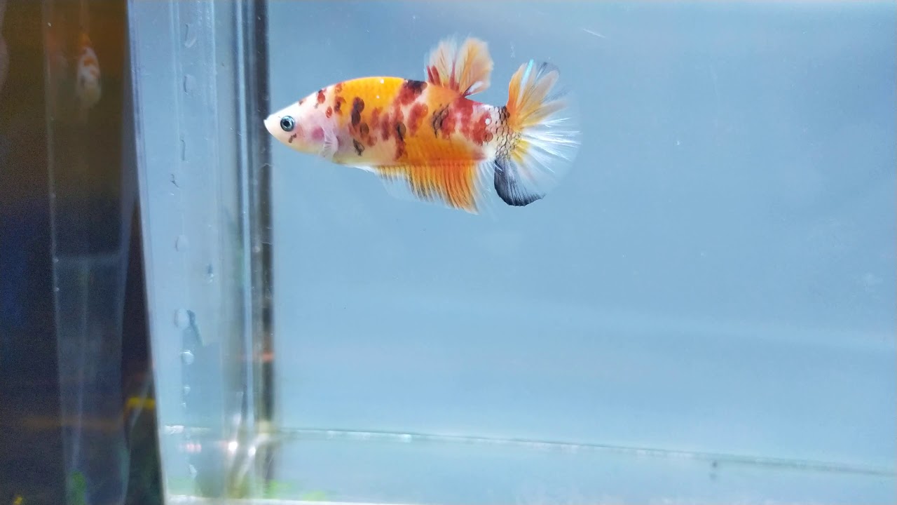 Cupang Yellow Base By Garagebetta Id Youtube