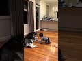 Monday night with Akira and Shelby. Full pf play and cuddles #dadlife #husky #doglife #family #desi
