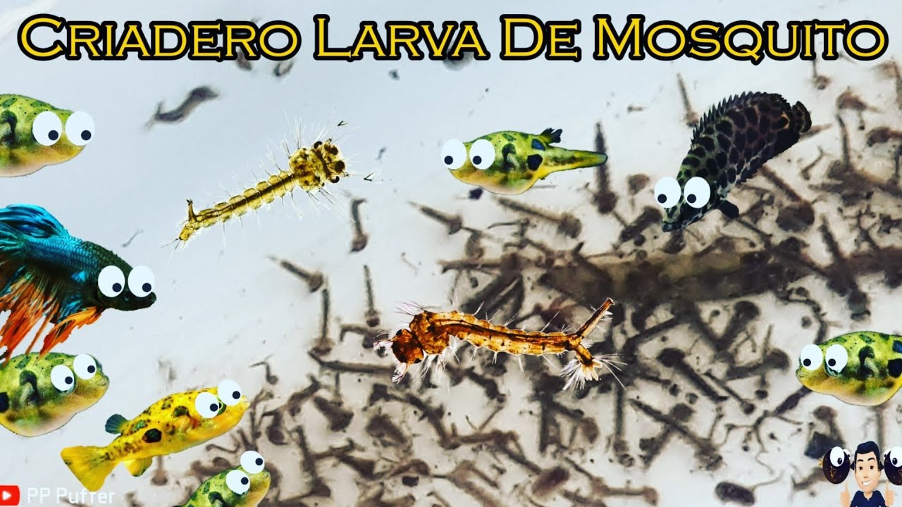 Como Hacer Un Criadero De Larva De Mosquito