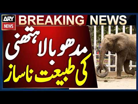 Karachi: Madhubala Elephant Falls Ill at Safari Park