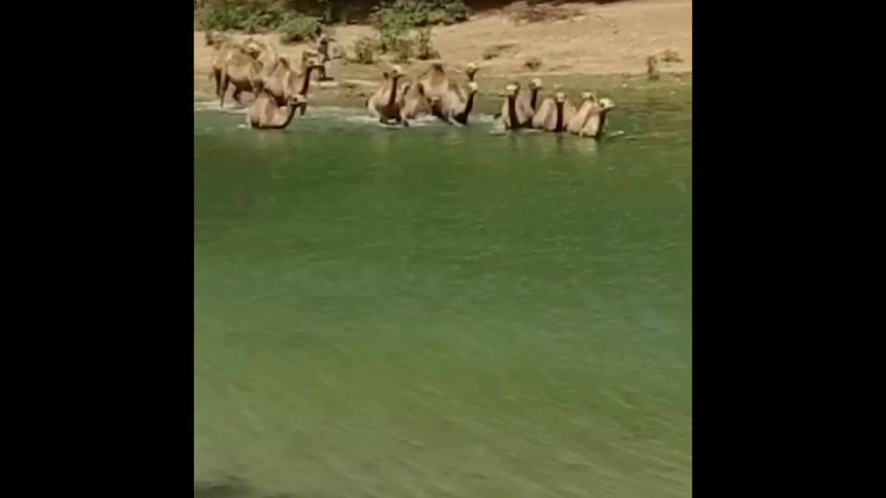 Camel swimming