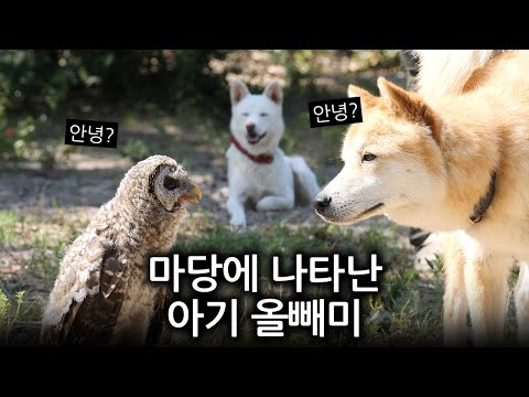 마당에 아기 올빼미가 나타났어요. 그리고 신기한 진돗개들의 반응...