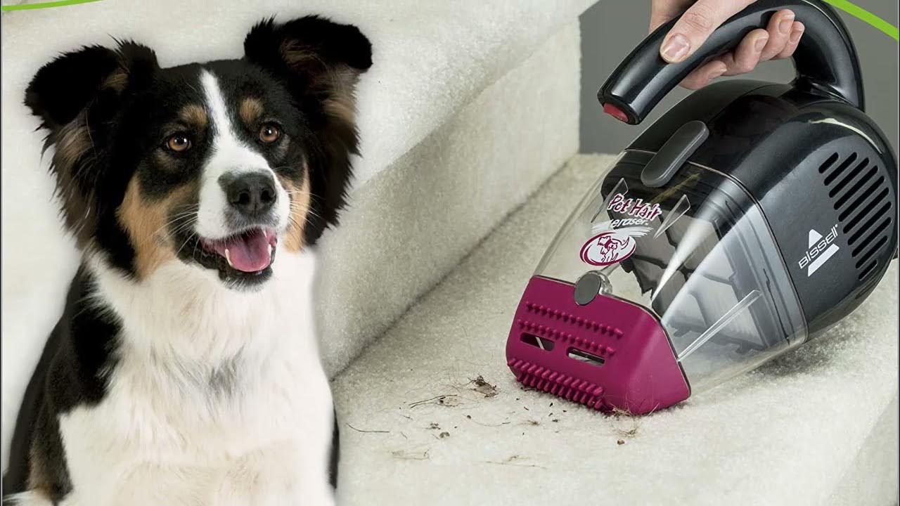 The 5 Best Handheld Vacuum Cleaner for Pet Hair in 2022 - thptnganamst.edu.vn