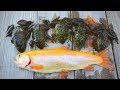 Catch n' Cook Fried Bullfrogs & GOLDEN Trout!