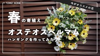 【今がオススメ】オステオスペルマムのハンギング寄植えを作ってみた【簡単に作れる】