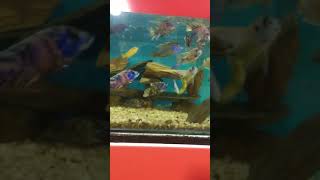 Carnivorous fish ماهی گوشت خوار