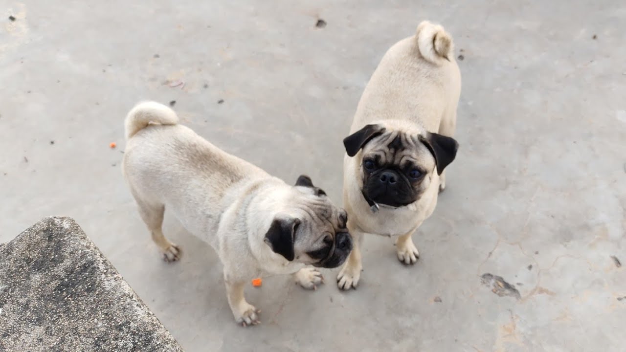 Pug dog puppies for sale in Hyderabad YouTube