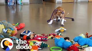 Download Lagu Christmas Came Early For These Shelter Dogs | The Dodo MP3