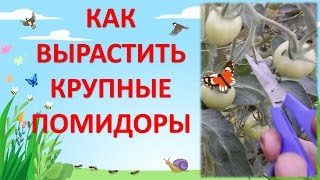 КАК ВЫРАСТИТЬ КРУПНЫЕ ПОМИДОРЫ / НОРМИРОВАНИЕ ГРОЗДЕЙ ТОМАТОВ(Привет друзья! В этом ролике я расскажу, как нормировать грозди томатов чтобы получить крупные плоды помидо..., 2016-07-07T04:00:01.000Z)