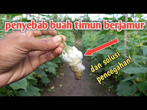 Kenapa Timun Berduri
