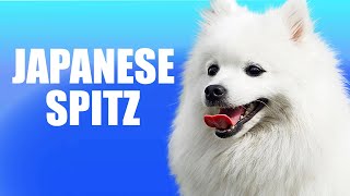 Japanese Spitz | Facts About Japanese Spitz | Doggie Footprints