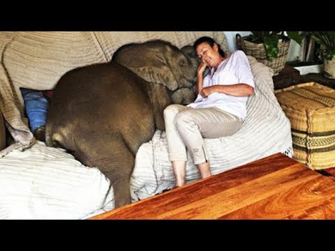 Rescued Baby Elephant Loves His Human Mom So Much He Won’t Let Her Out Of His Sight, So Guess Where