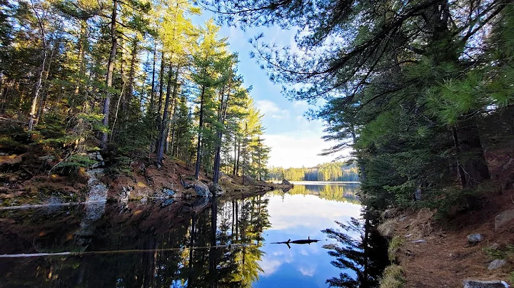 Beaver Pond - Algonquin Park Trails
