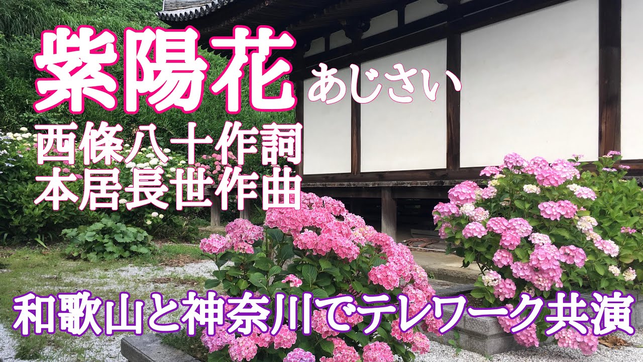 日本の歌 紫陽花 あじさい 和歌山と神奈川でテレワーク共演 Youtube 日本の歌 紫陽花 あじさい 和歌山と神奈川でテレワーク共演 Youtube