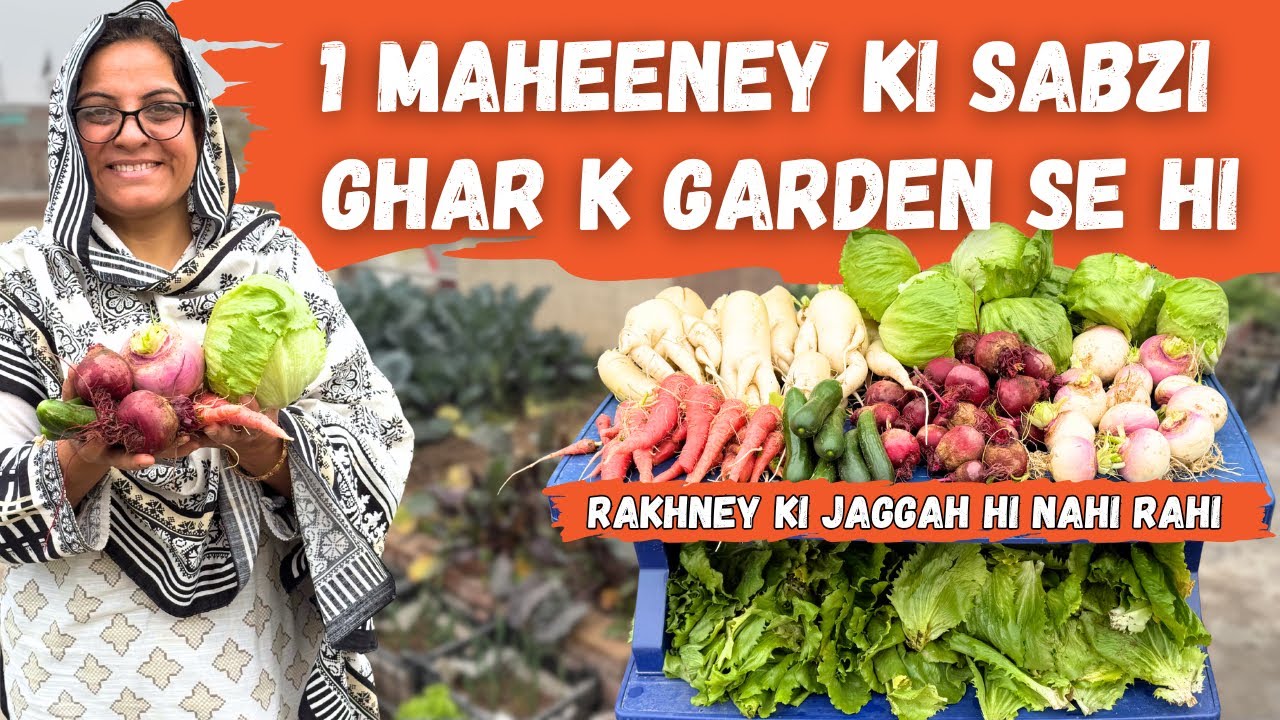 This is my garden's biggest harvest