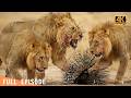 No Escape: The Deadliest Counter-Attack in African Grasslands | 4K Wildlife Documentary