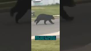 Bear sighting in Hamilton Township, NJ. #bearsighting #blackbear #southjersey #bears