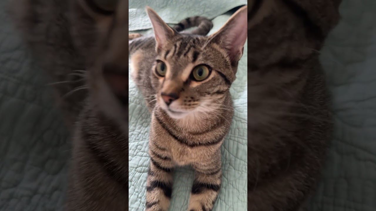 Это могут слышать только кошки! 