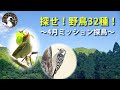【野鳥観察】夏鳥渡来!農耕地、森林、河川敷を全力で回る2022年4月ミッション探鳥! Vlog53
