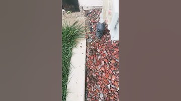 Rain Gutter plugged down spout top hole second story home ￼ camera, action inspection tool 👁️🎯☝️💨