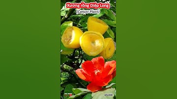 Cây KHẮC TINH của bệnh U.NG TH.Ư | Xương rồng Diệp Long (Cancer Plant) | 2023