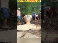 The most unique and mysterious things found in the forest #viral