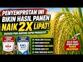 TERBUKTI! PAKET SEMPROT INI BIKIN PANEN PADI MELIMPAH 2 KALI LIPAT