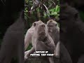 Monkeys  Peaceful Creatures Unite - #youtubeshorts #funny #youtube #Comedy