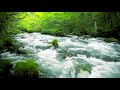 Green stream flowing in aomori forest nature sounds forest river sound white noise for sleeping