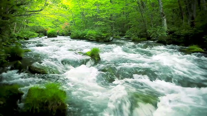 Forest River flowing in Early Morning 4k. Relaxing River Sounds