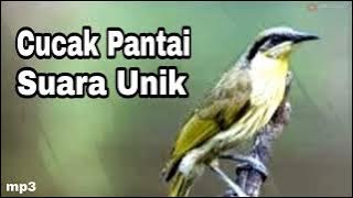 Burung Cucak Pantai Gacor Suara Keras Full Tembakan