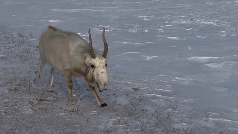 Сайгак пробежал в метре от человека в Карагандинской области.