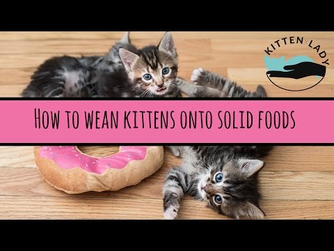 Video: How To Wean A Cat From Tagging