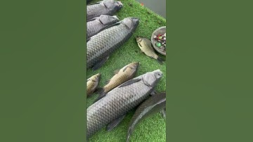 Cần câu cá tự động giật, câu cá lancer cá mè, trắm đen 10-20kg #fishing #shorts