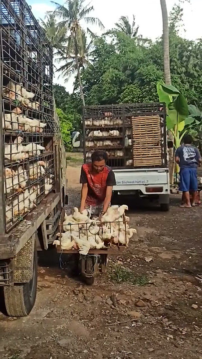 panen ayam broiler#kandangayamclosehouse #shorts @boimhulahula841