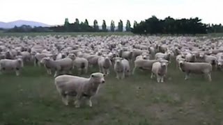 Sheep Flock Together In A Viral Protest
